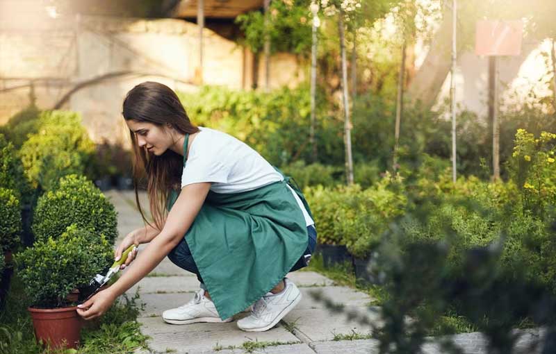 Mantenimiento de tu jardín de ensueño: Riego, fertilización y poda