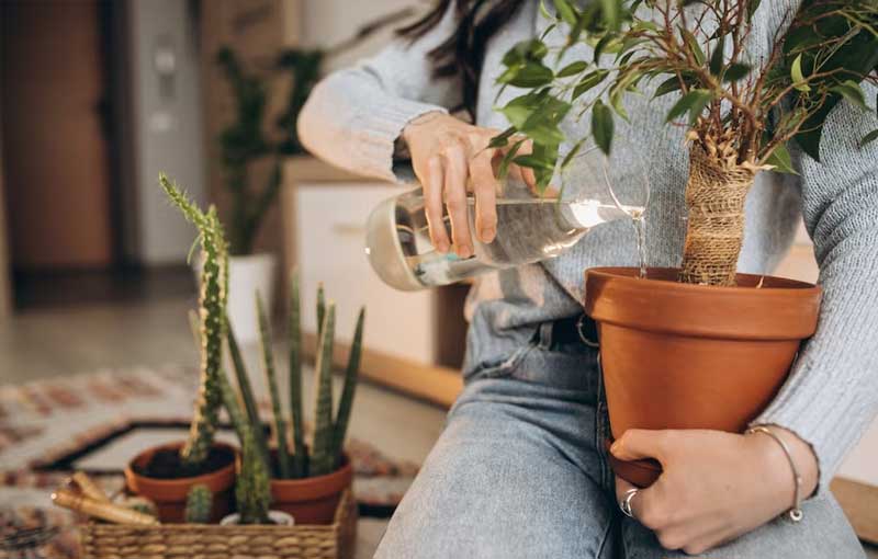 Cómo mejorar tu jardín con elementos decorativos